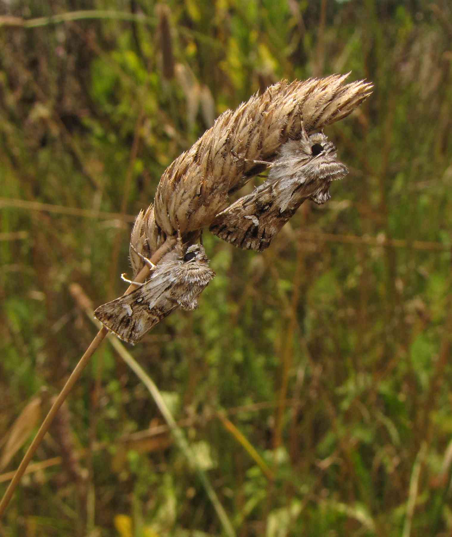 2 falene - Calophasia lunula